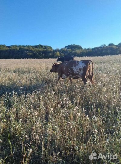 Корова дойная