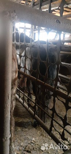 Лошади.жеребята