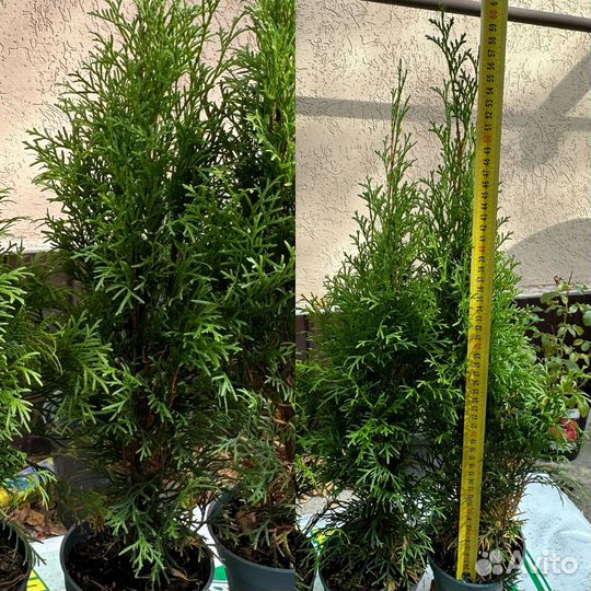 Туя смарагд