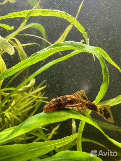 Сомики анциструсы