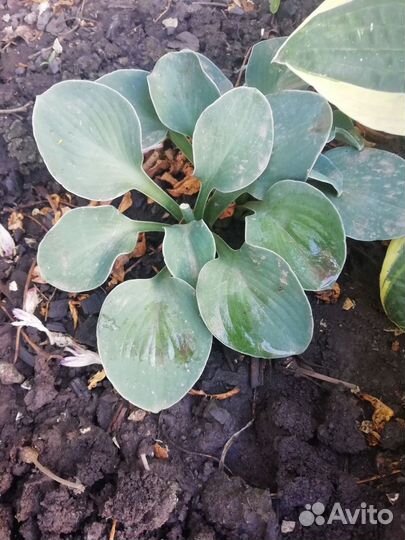 Хоста 2 сортов