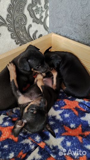 Той-терьер щенки