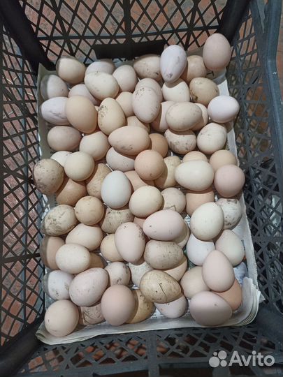 Инкубационное яйцо цесарки