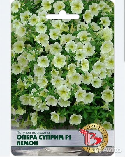 Рассада петунии