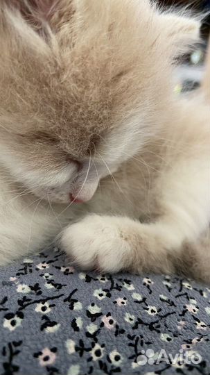 Котенок