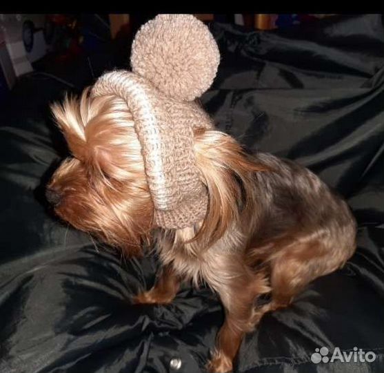 Шапочки для собак разные
