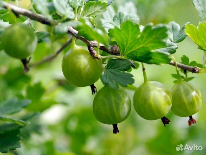 Саженцы крыжовника Нежный