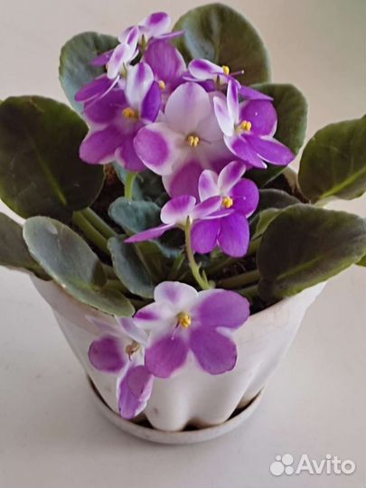 Фиалки (сенполии) 14 сортов селекционные