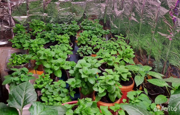 Петунии Тайделы гиганты, и другие сорта