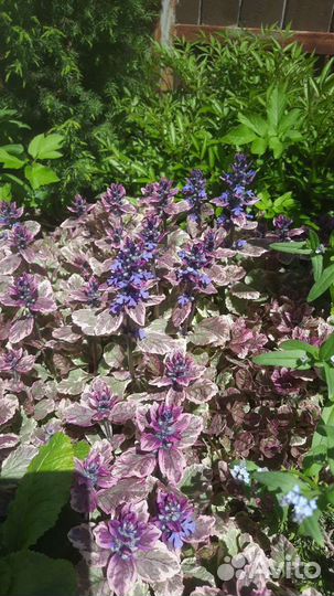 Живучка ползучая