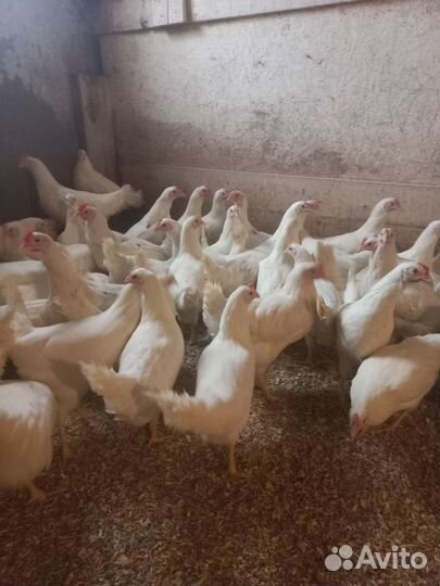 Курочки несушка (молодка 4мес.) порода Коралл