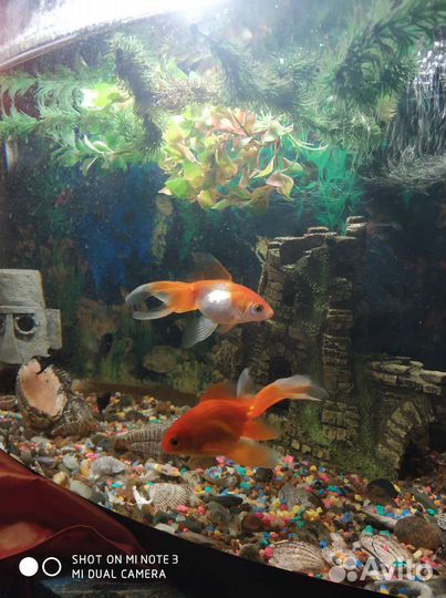 Аквариум с рыбками