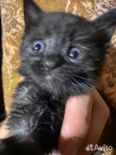 Котята в добрые руки бесплатно