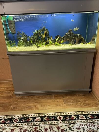 Аквариум с рыбками