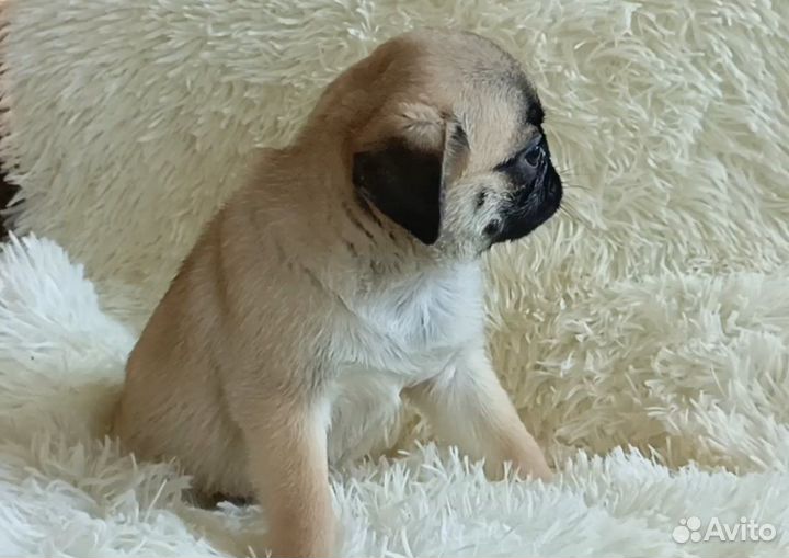 Щенки мопса абрикосового и бежевого окраса