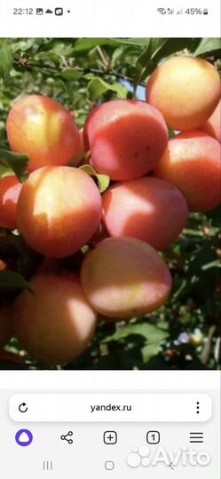 Шарафуга розовая