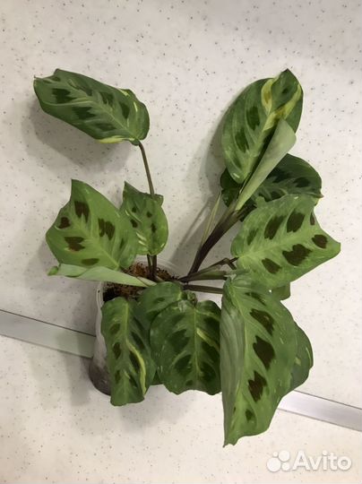 Маранта Бьюти Ким вариегатная