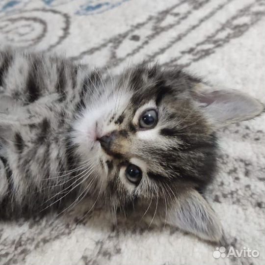 Котенок в добрые руки