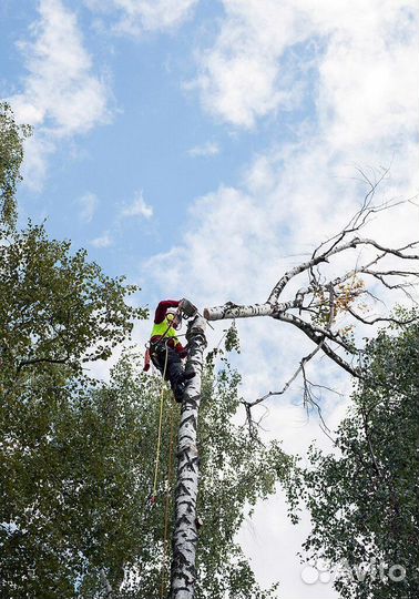Спил деревьев