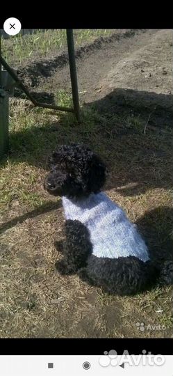 Вязка пудель