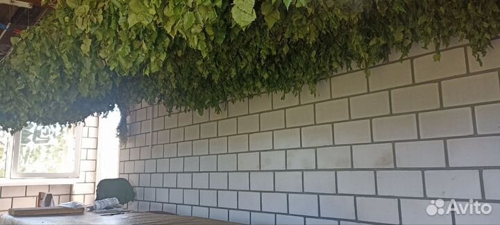 Березовые веники