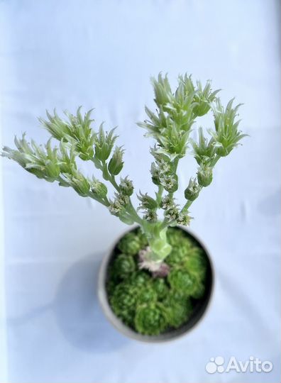 Суккуленты