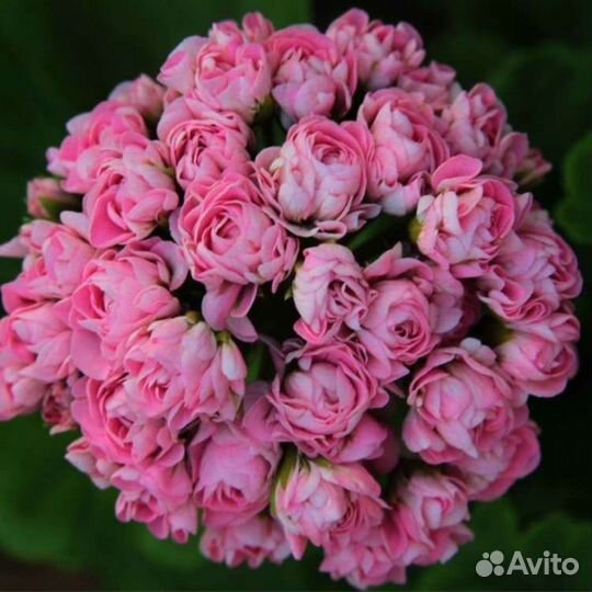 Пеларгония Australien Pink Rosebud, Найт Салмон