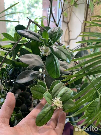 Гуайява желтая