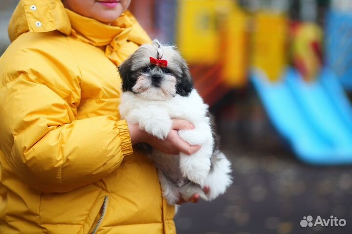 Великолепный мальчик Ши-тцу