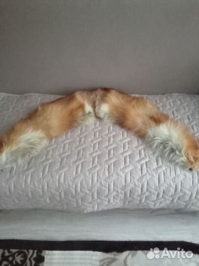 Воротник лиса рыжий