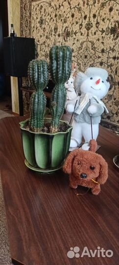 Алоэ вера, кактус, молочай