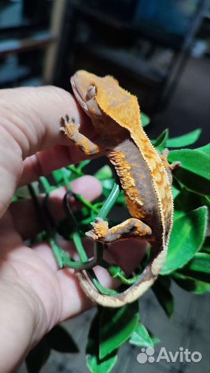 Реснитчатый бананоед