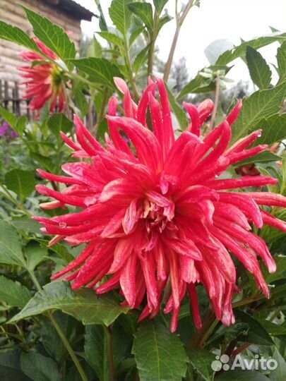 Георгины клубни