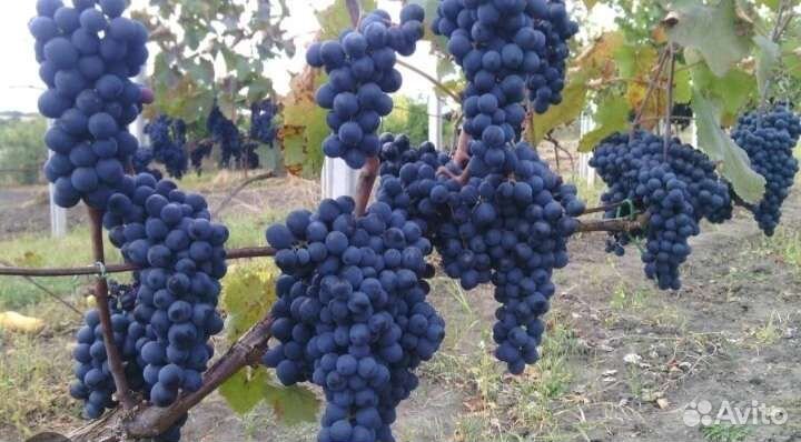 Виноград