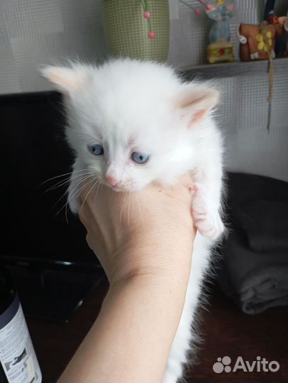Котята