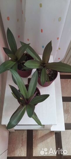 Традесканция