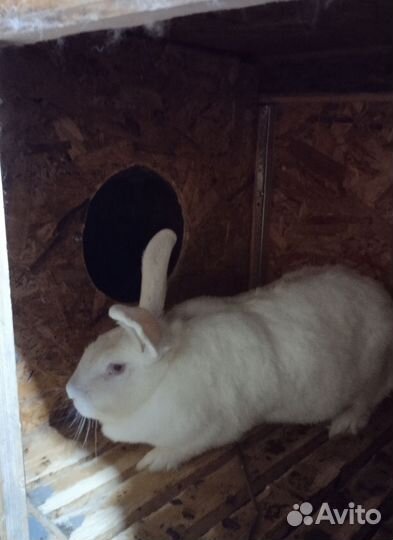 Кролики Белый Паннон