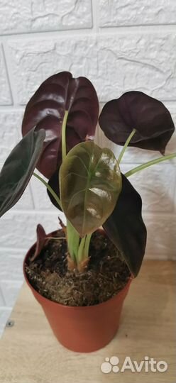 Алоказия Red Secret