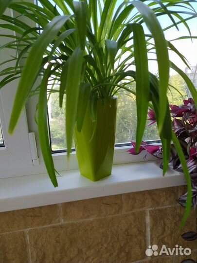 Хлорофитум