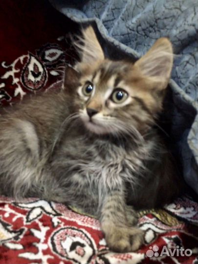 Котенок мальчик бесплатно