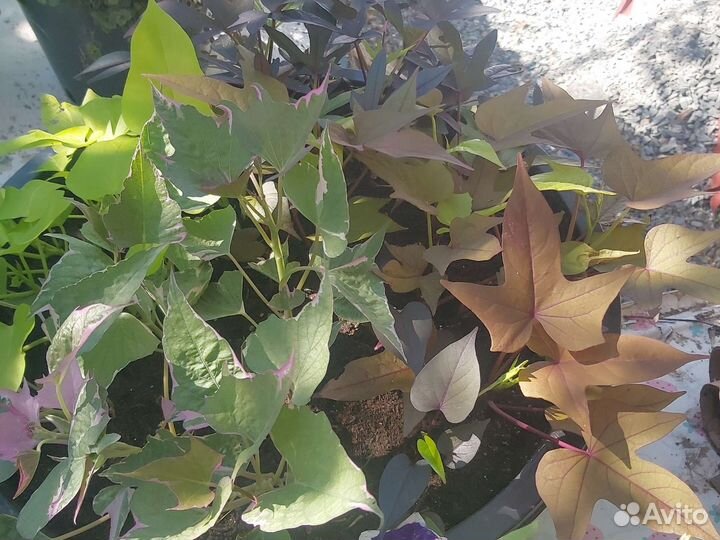 Ипомея батат взрослые и черенки