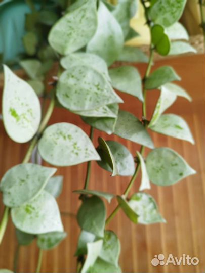 Хойя Лакуноза Сильвер сплеш