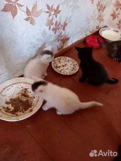 Котята в дар бесплатно