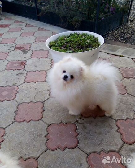 Померанский шпиц мини девочка