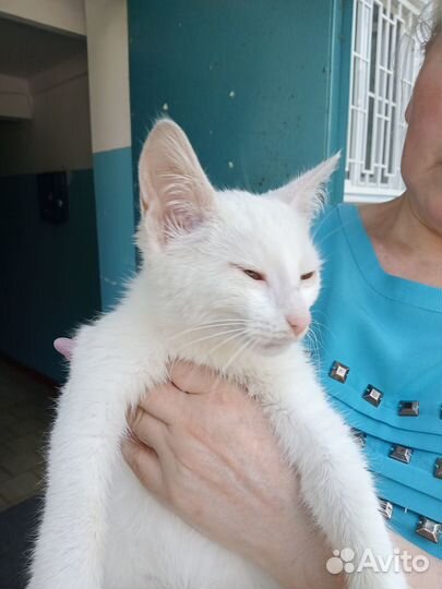 Котик мальчик отдам