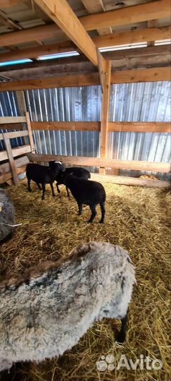 Овцы и ягнята романовской породы