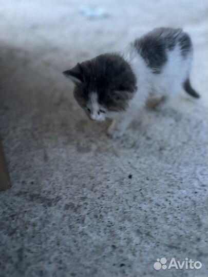 Отдам котенка 1 месяц