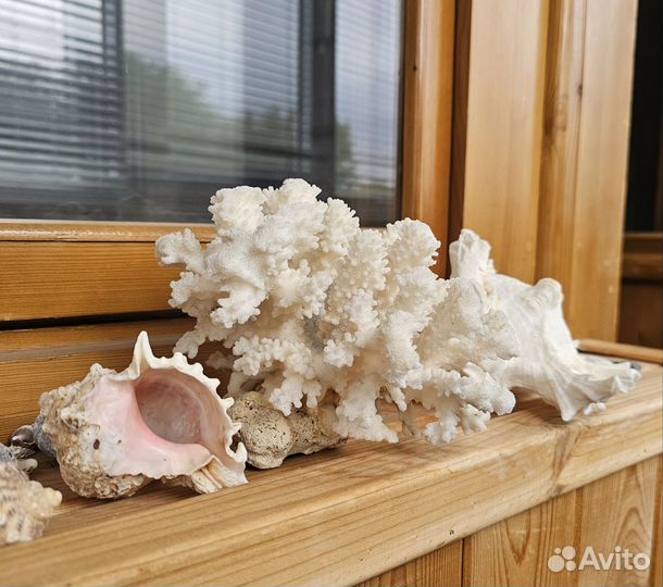 Ракушки и кораллы