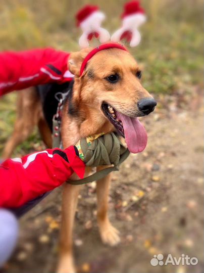 Брюс ищет дом