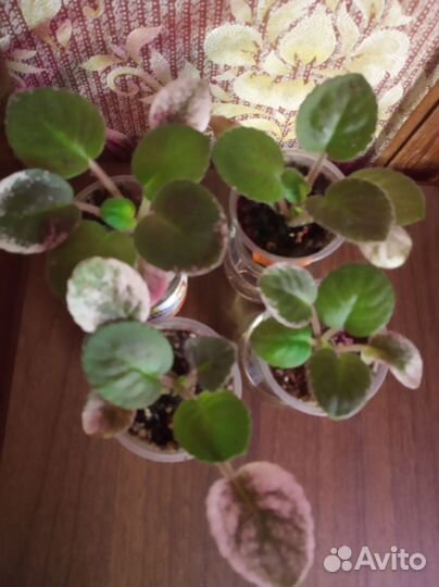 Фиалка Полина Виардо